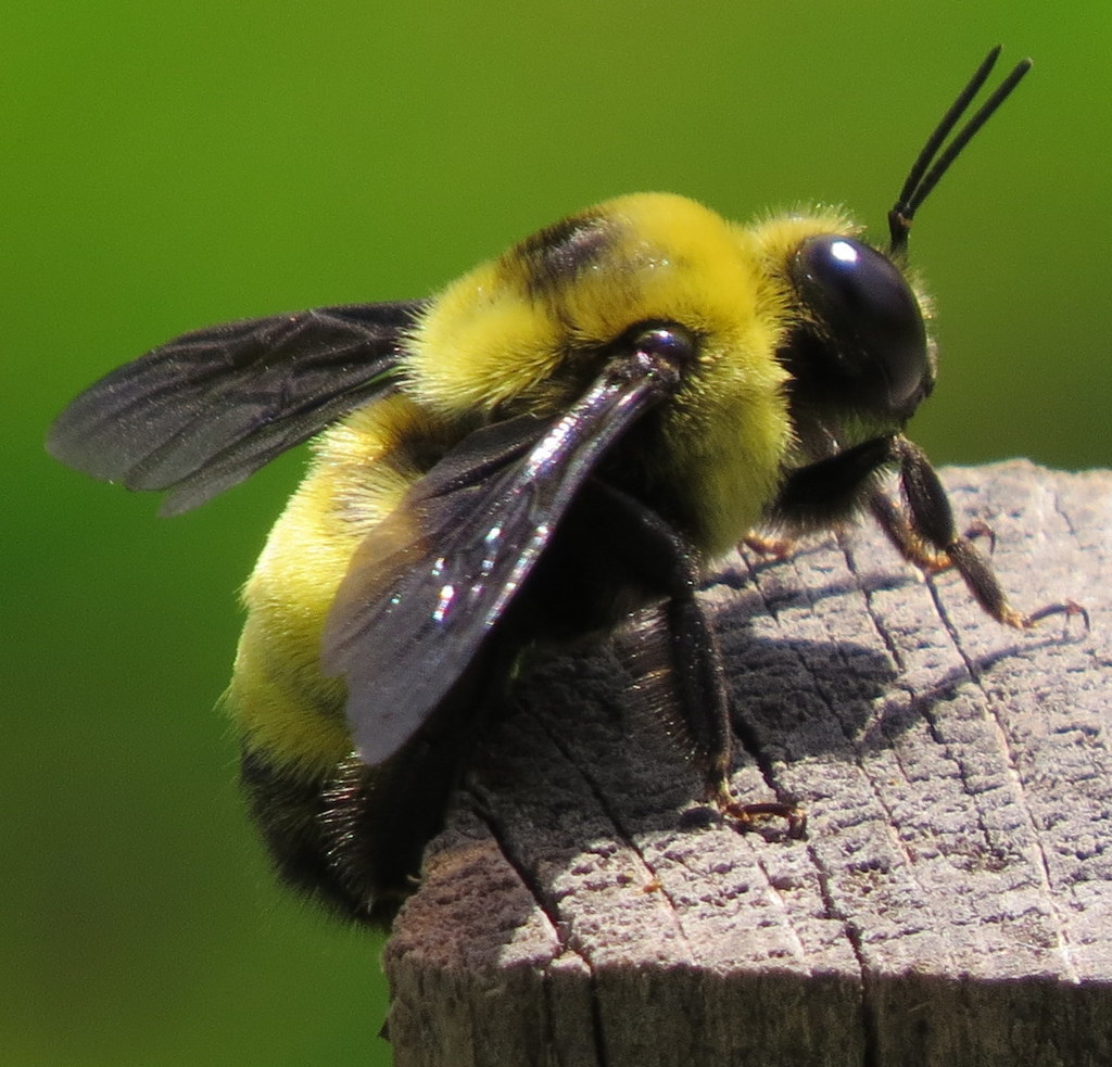 blackandgoldbumblebee